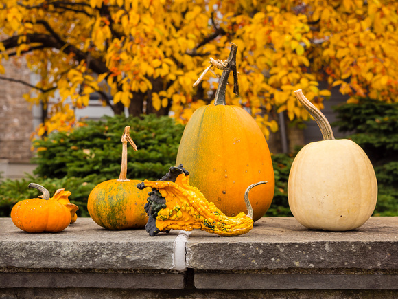 pumpkin Palooza  2012