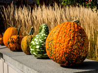 Pumpkin Palooza 2012