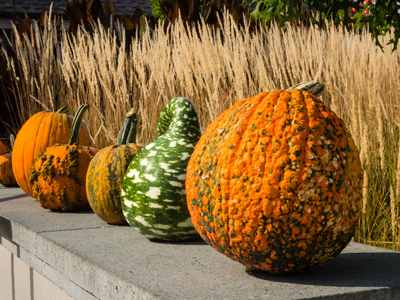 Parade of Pumpkins and Gourds - 2012