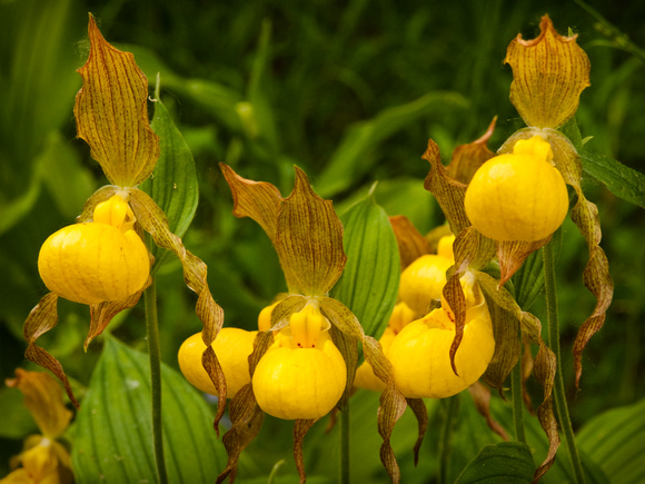 Yellow Lady's Slipper