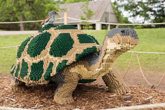 Galapagos Tortoise and Finch | Nature Connects: Art with LEGO Bricks