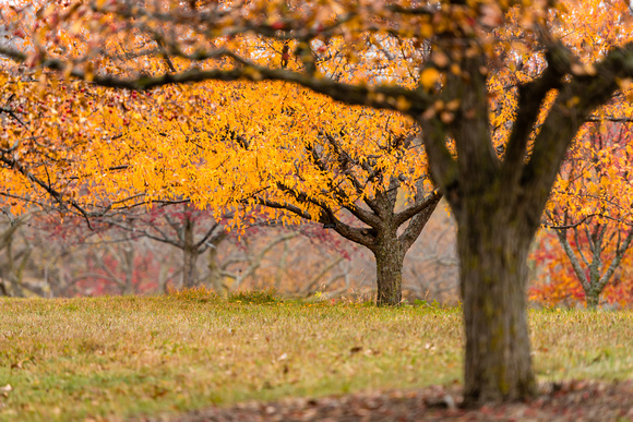 Late Fall Crabapple trees
