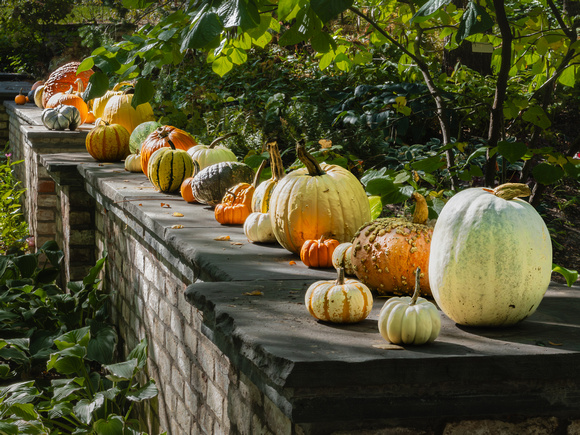Row of pumpkins in the Terrace Garden