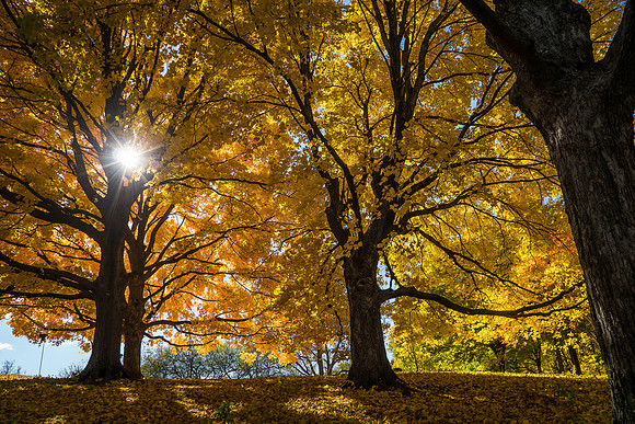 Sunny Fall Day