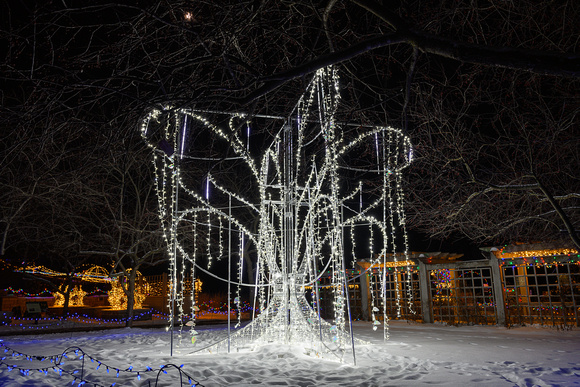 Winter Lights Willow