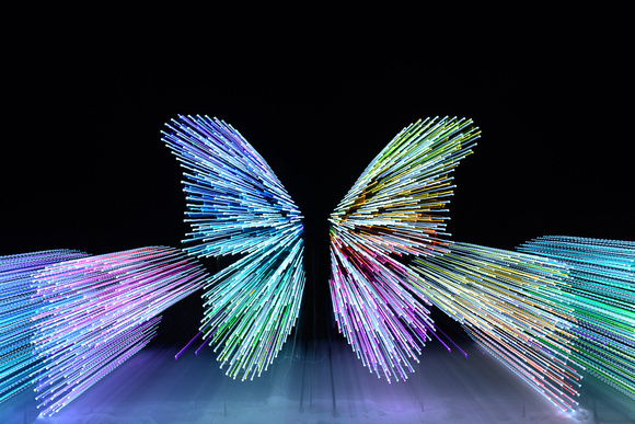 Wings of Winter Lights
