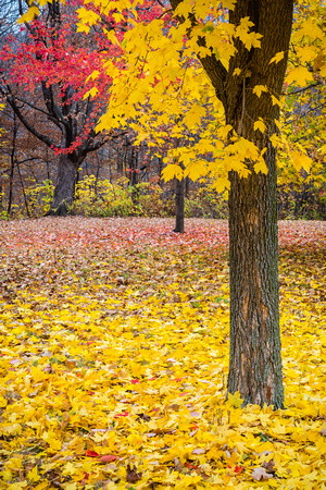 Fallen Maple leaves