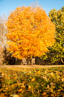 Shade Tree