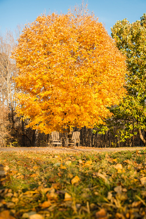 Maple Fall foliage