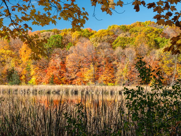 Fall Foliage along Wood Duck Pond Trail