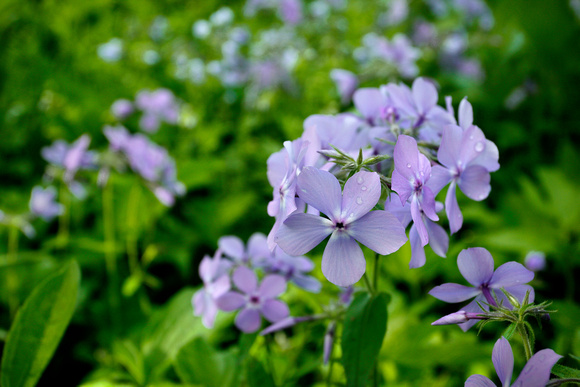 Spring Woodland Flowers 2022