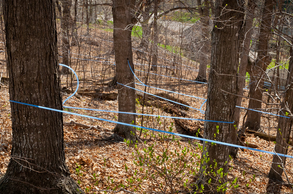 Maple sap collection tubing