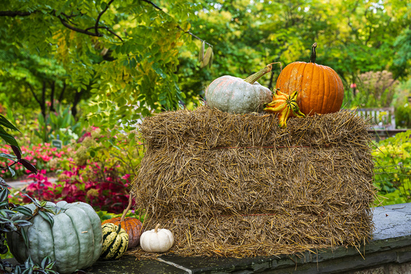 Gourds_Todd Mulvihil_1619