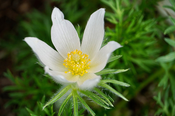 GreaterPasqueFlower2024_BonnieRonning.06