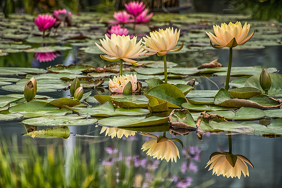 Water Lily Reflections