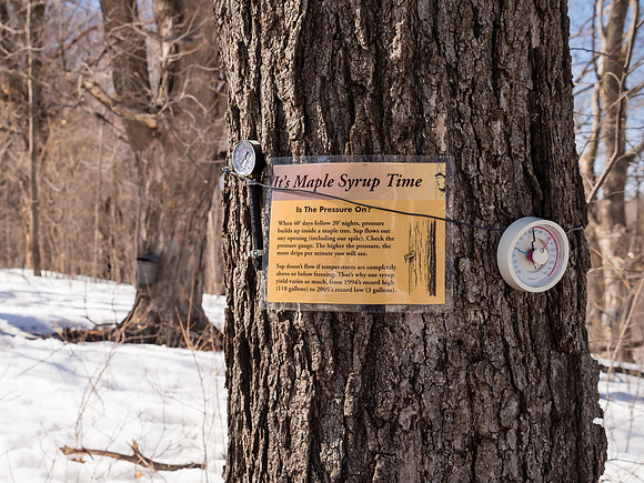 Tapped Maple Tree
