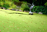 Blue Heron