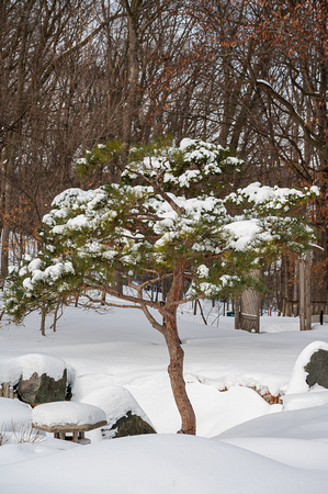 2023 Japanese Garden_Todd Mulvihill_3254