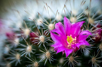 Cactaceae