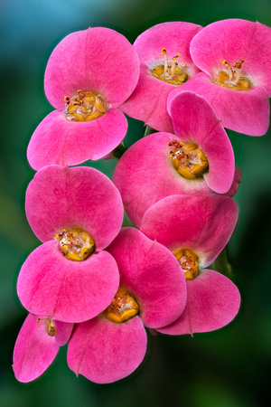 On a cold wintery day the Arboretum Conservatory provides warm willing subjects.