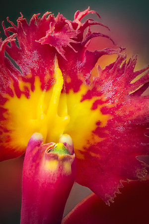 On a cold wintery day the Arboretum Conservatory provides warm willing subjects.