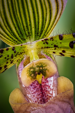 On a cold wintery day the Arboretum Conservatory provides warm willing subjects.