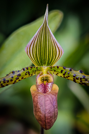 On a cold wintery day the Arboretum Conservatory provides warm willing subjects.