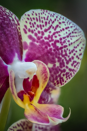On a cold wintery day the Arboretum Conservatory provides warm willing subjects.