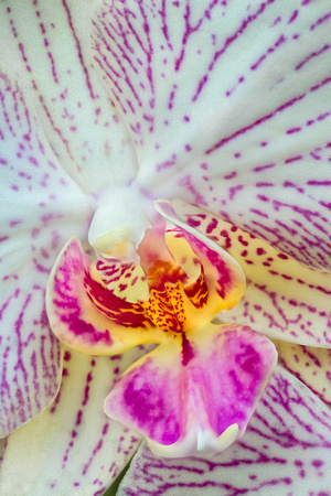 On a cold wintery day the Arboretum Conservatory provides warm willing subjects.