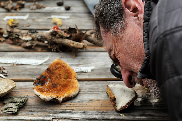 2022 Mushroom Walk With Matt