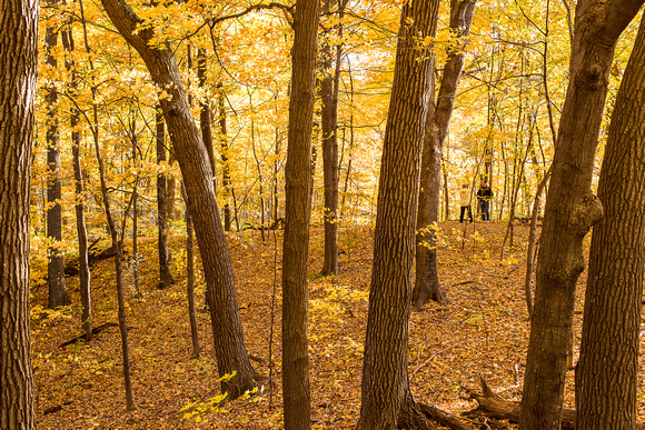 Under the Yellow Canopy