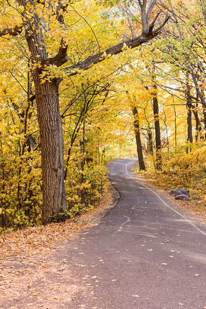 Arb Autumn 2015_Todd Mulvihill_004