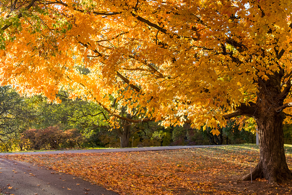 Great Maple Canopy