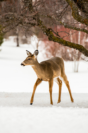 Young deer among the crabapple trees