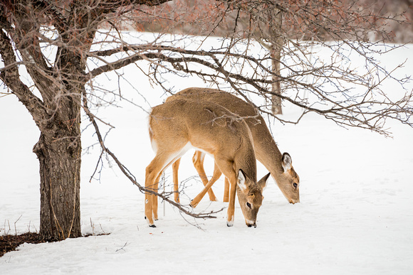 deer grazing