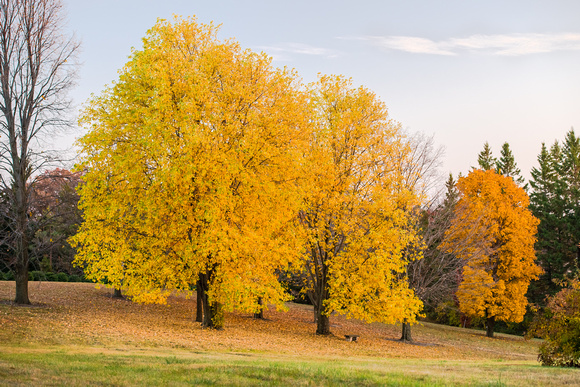Maple Trees in Fall