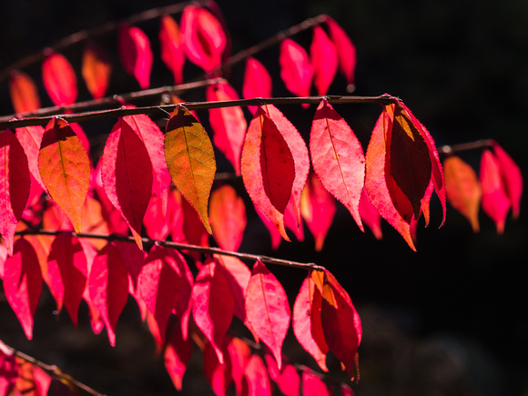 Fall Sumac leaves