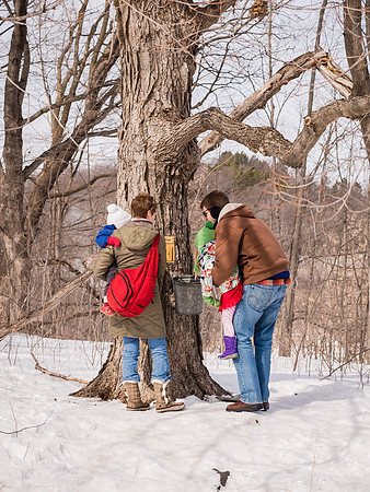 Examining the Sap bucket