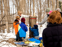 Maple Syrup