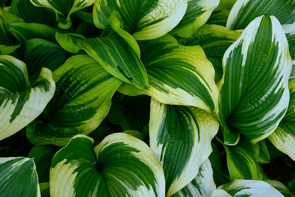 Hosta Swirl 01