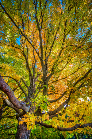 Fall Colors at the Arboretum.