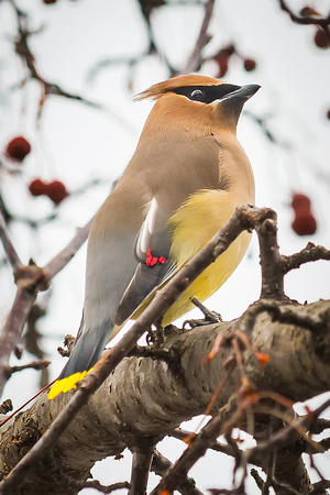 Cedar Waxwing