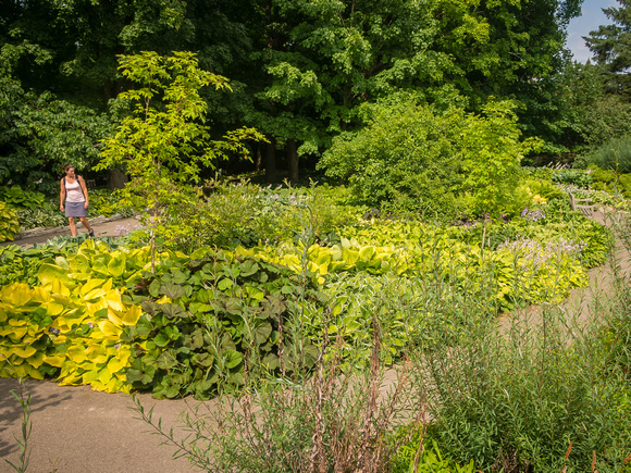 Hosta Glade in mid-summer