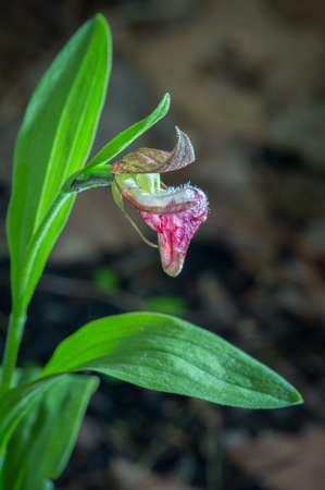 Rams Head Orchid