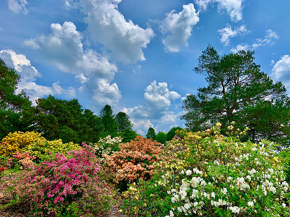 Azaleas2023_BonnieRonning_01.8200