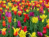 2023 Sunrise Tulips