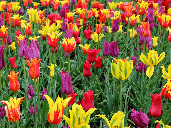 2023 Sunrise Tulips May 14