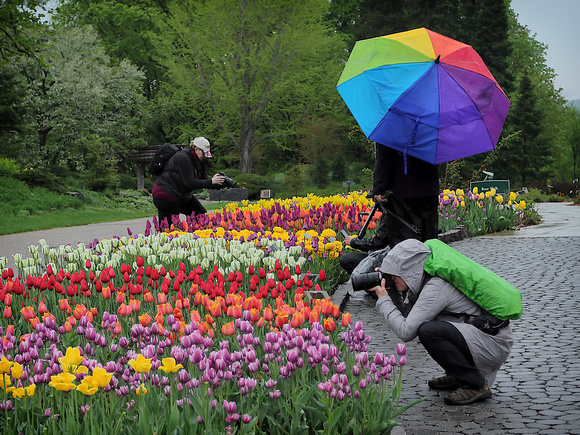 2023 Sunrise Tulips May 14