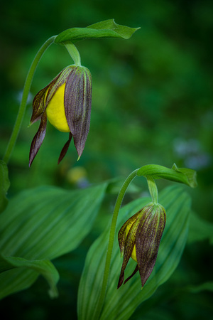 Yellow Lady Slipper