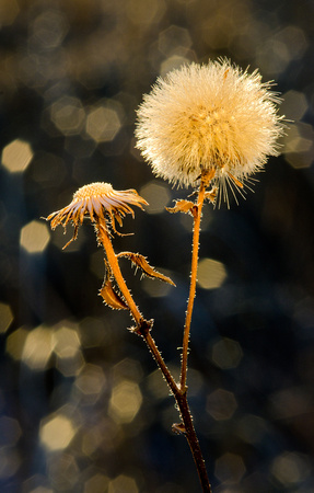 Winter on the Prairie 2